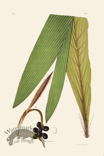 Rodrigues Palm Front 018